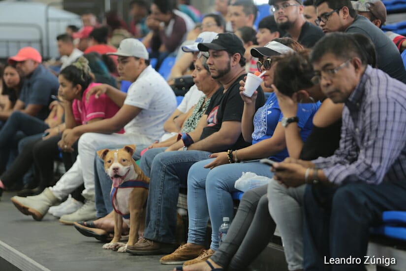 PERROS BULL1
